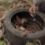 Força-tarefa combate chikungunya Dourados MS