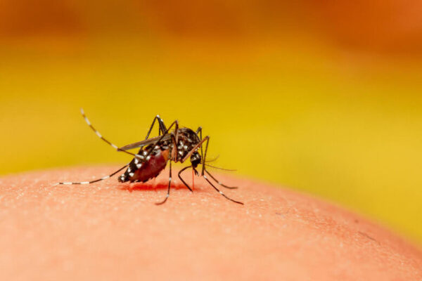 Prefeitura de Dourados decreta calamidade pública devido ao avanço da chikungunya.