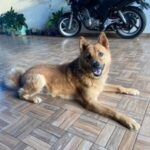 Cachorro cheirando um pedaço de chocolate com atenção