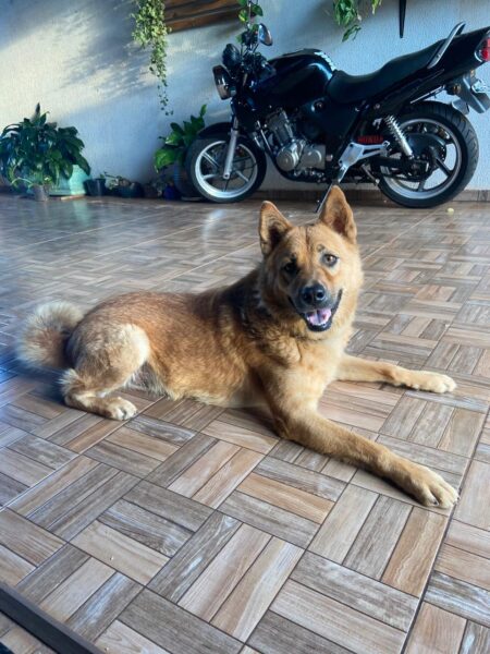 Cachorro cheirando um pedaço de chocolate com atenção