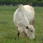 Programa AgroEducativa MS destaca nova braquiária da Embrapa, cebola para cultivo de verão e início do vazio sanitário da soja.