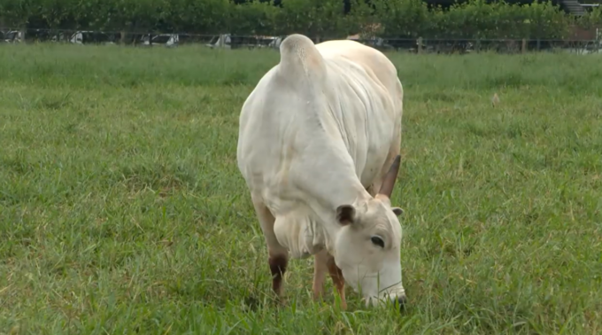 Programa AgroEducativa MS destaca nova braquiária da Embrapa, cebola para cultivo de verão e início do vazio sanitário da soja.