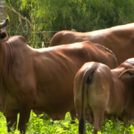 Rebanho de gado Sindi pastando em campo de Mato Grosso do Sul