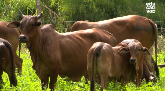 Rebanho de gado Sindi pastando em campo de Mato Grosso do Sul