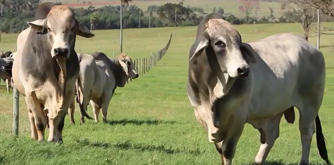 Fazenda São Lourenço em Amambai, MS, com animais da raça Nelore Pintado.
