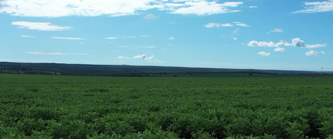 Agricultor analisando plantação de soja em Mato Grosso do Sul com o símbolo do AgroEducativa MS.