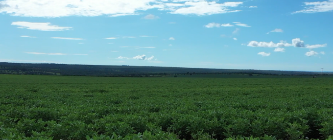 Agricultor analisando plantação de soja em Mato Grosso do Sul com o símbolo do AgroEducativa MS.
