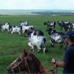 Programa AgroEducativa MS destacando pecuária, culinária e mercado agropecuário de Mato Grosso do Sul.