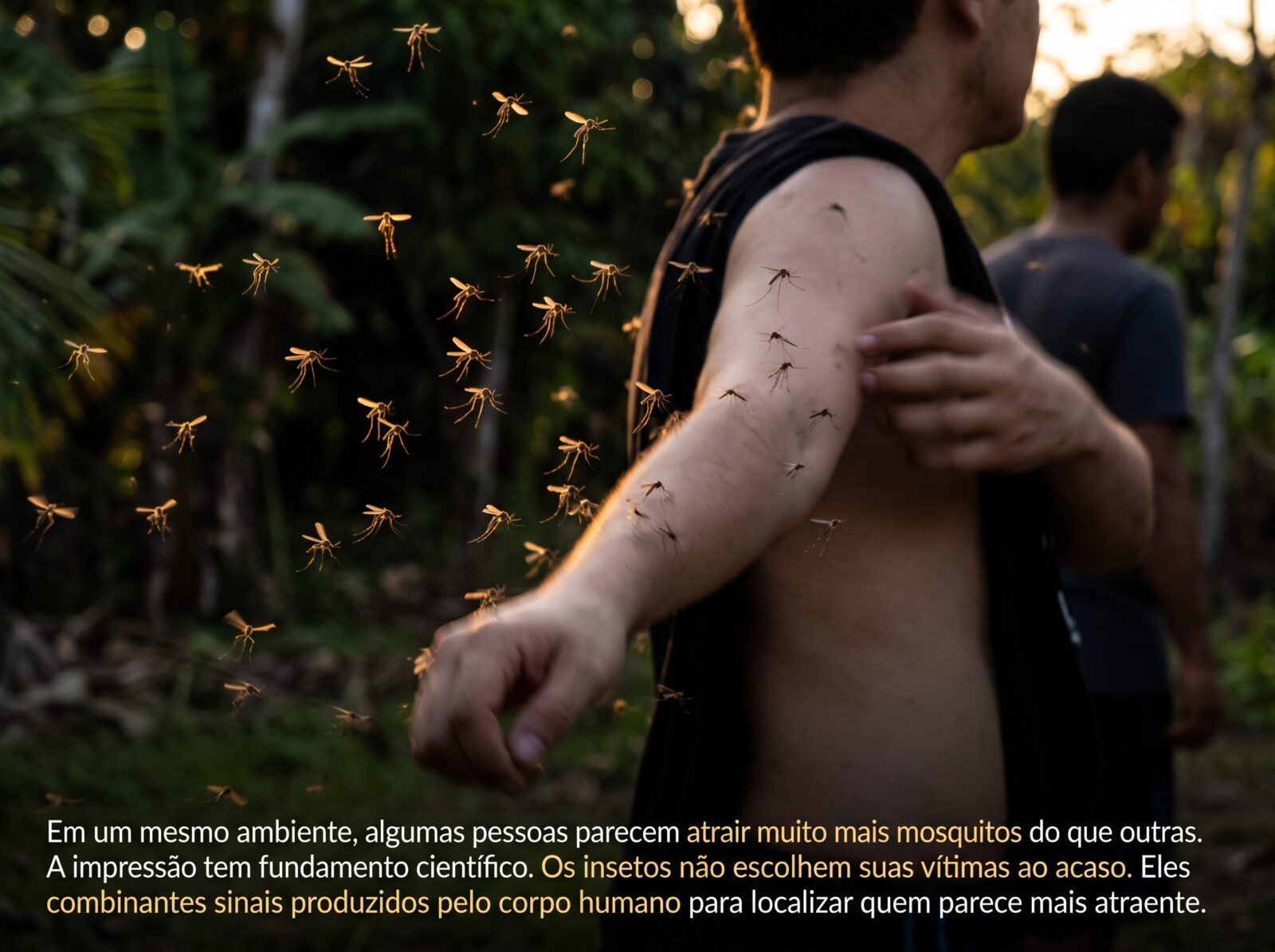 Mosquito pousando em pele humana, com foco na atração por algumas pessoas.