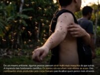 Mosquito pousando em pele humana, com foco na atração por algumas pessoas.